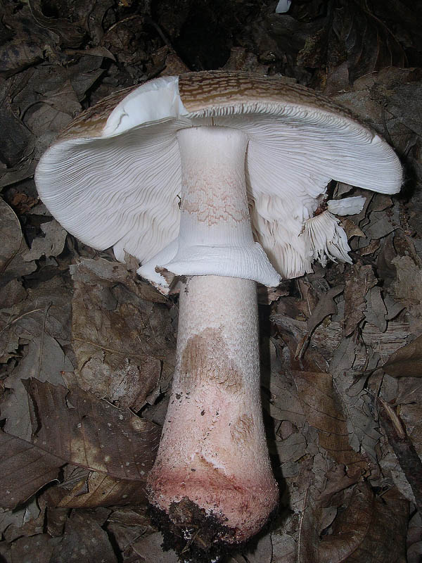 Amanita rubescens